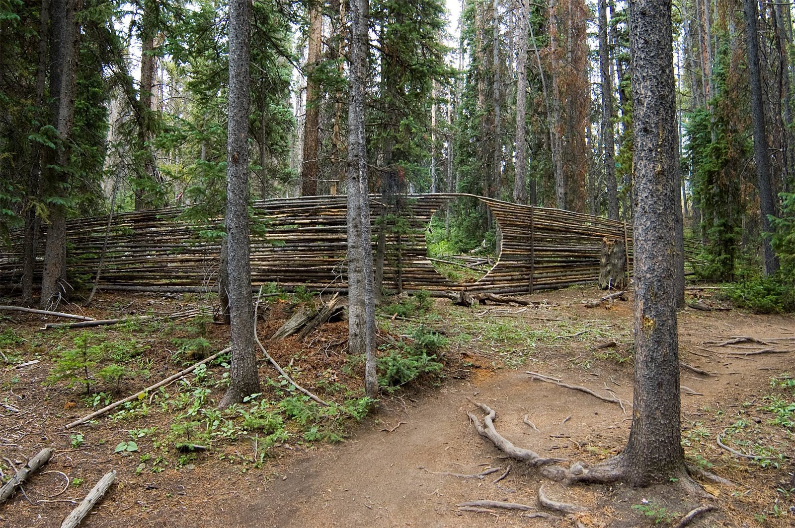 Sculpture made from dead and down lodgepole pines in the open space forest near Breckenrdige
