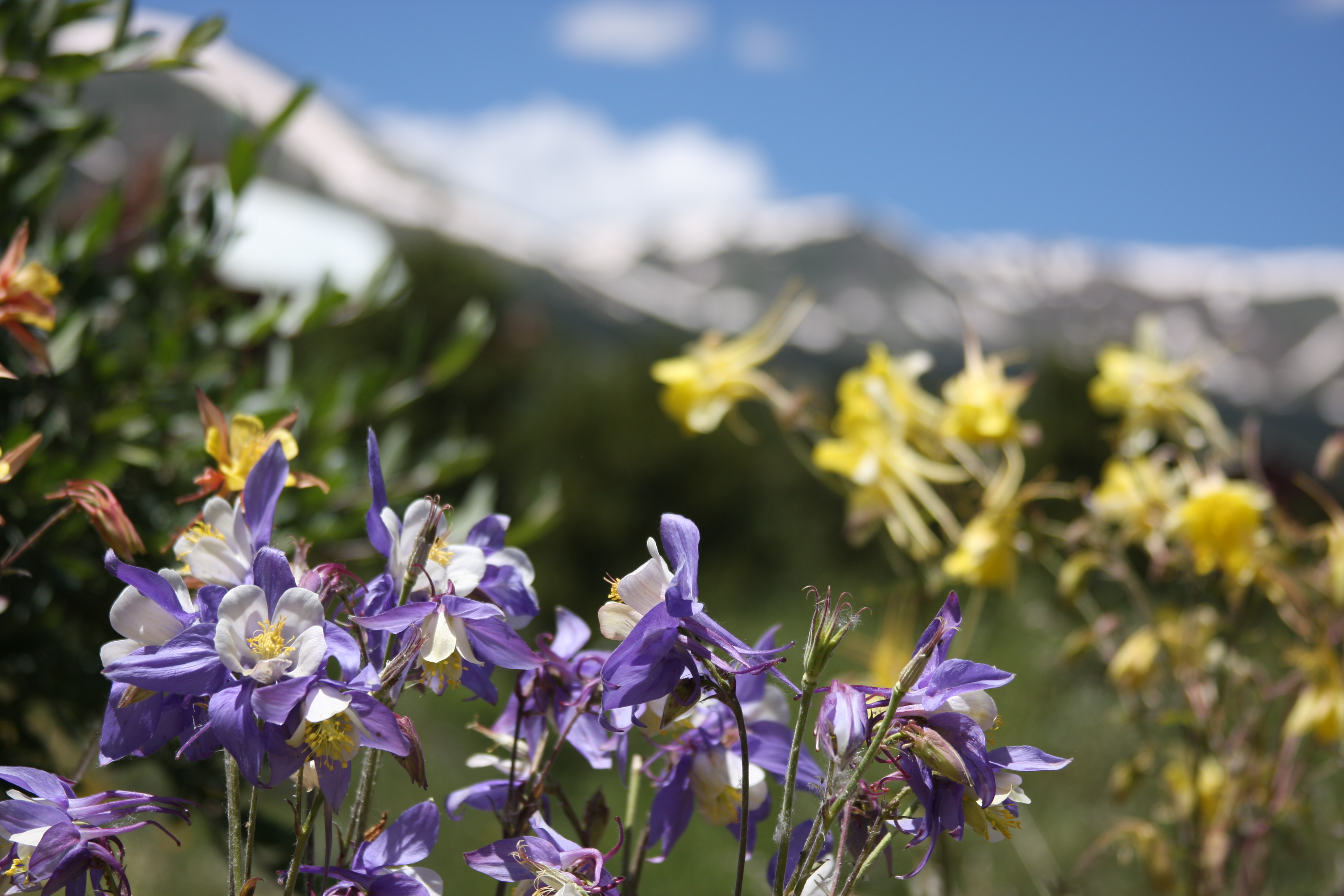 High Altitude Flower Gardening in Summit County, Colorado