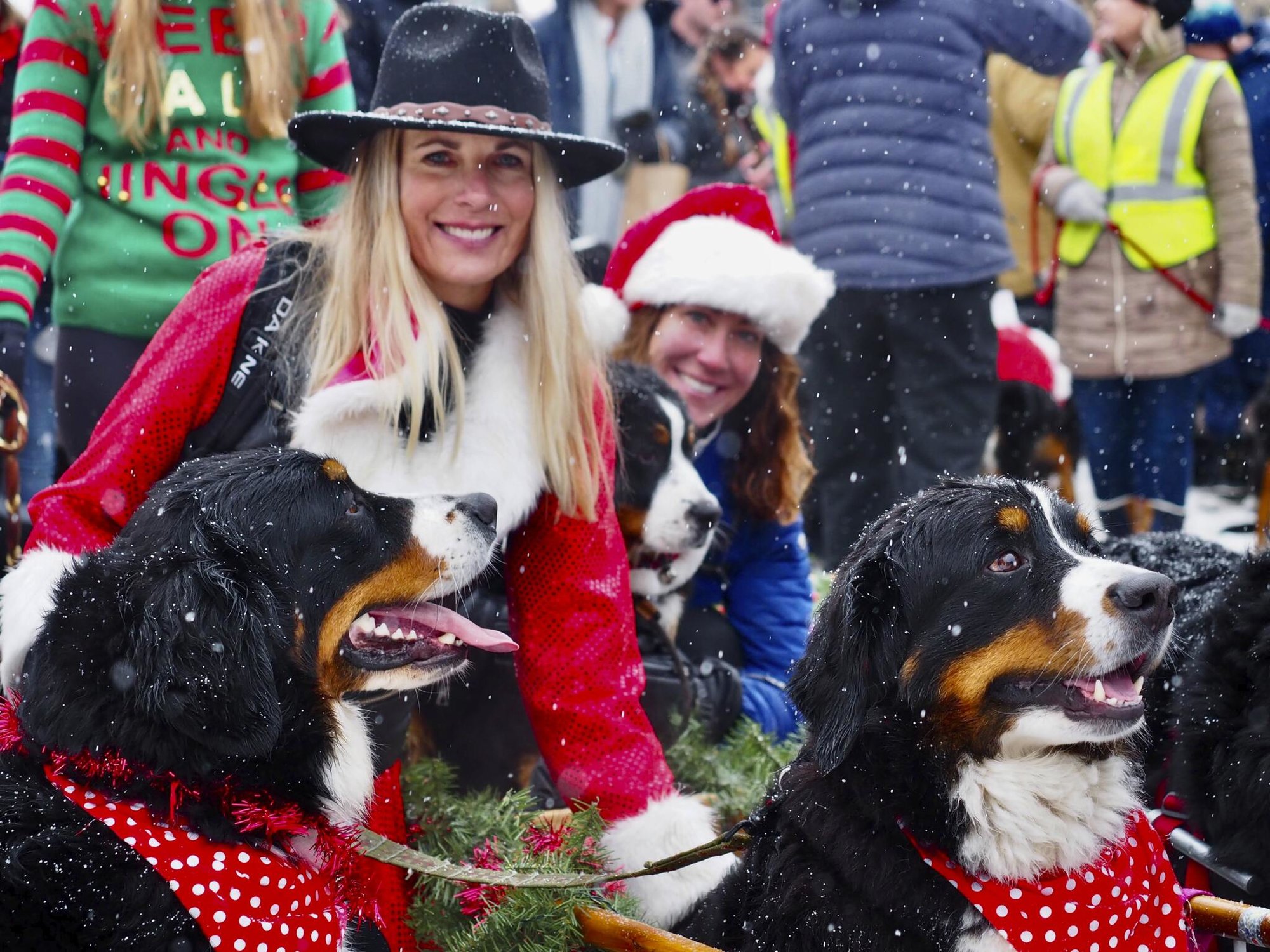 Bernese Mountain Dogs at Breckenridge's Dog Parade for the Lighting of Breck