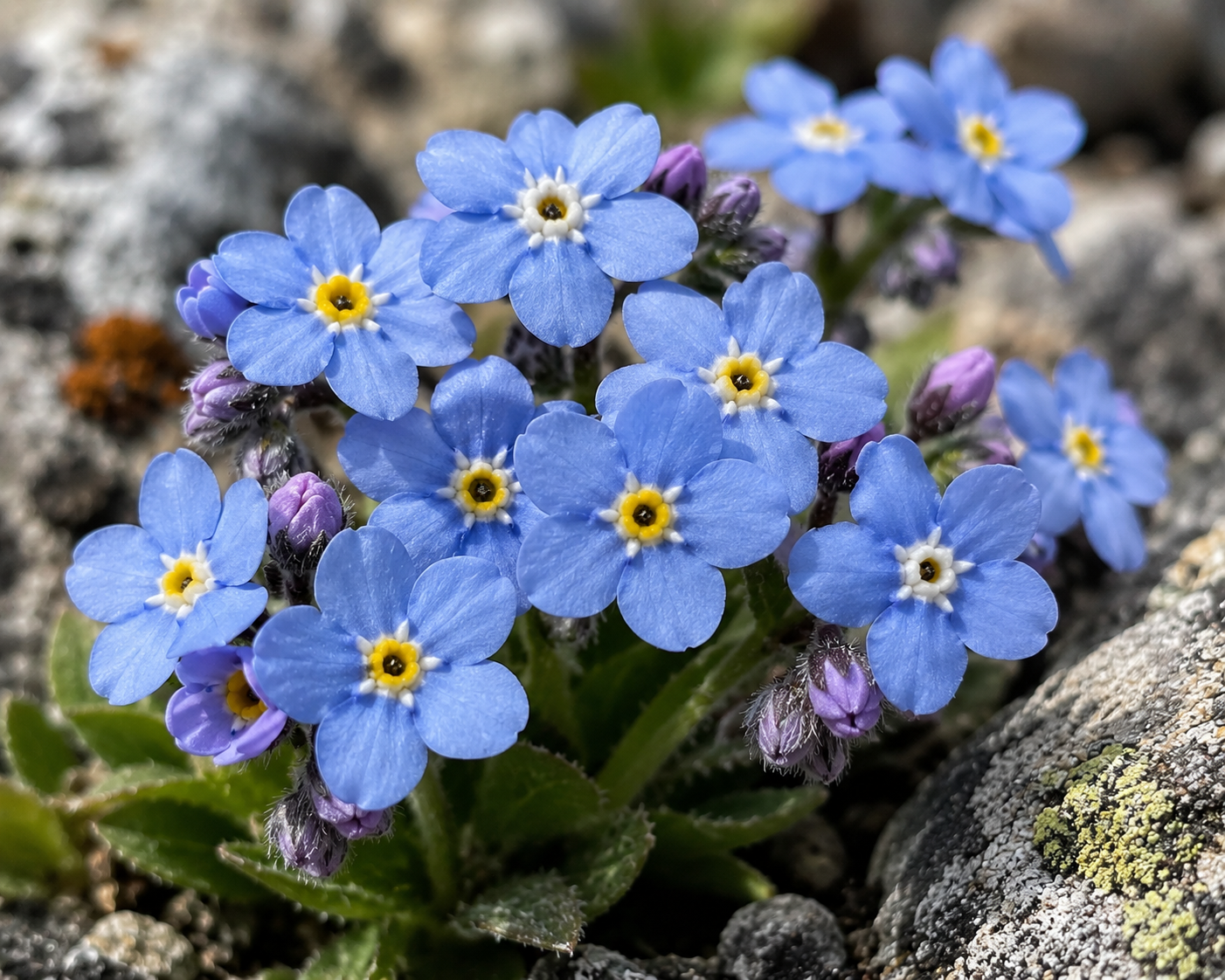 Blue Forget-Me-Nots Near Mountain Streams