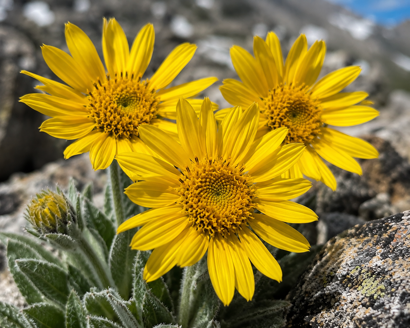Bright Yellow Alpine Sunflowers Above Treeline