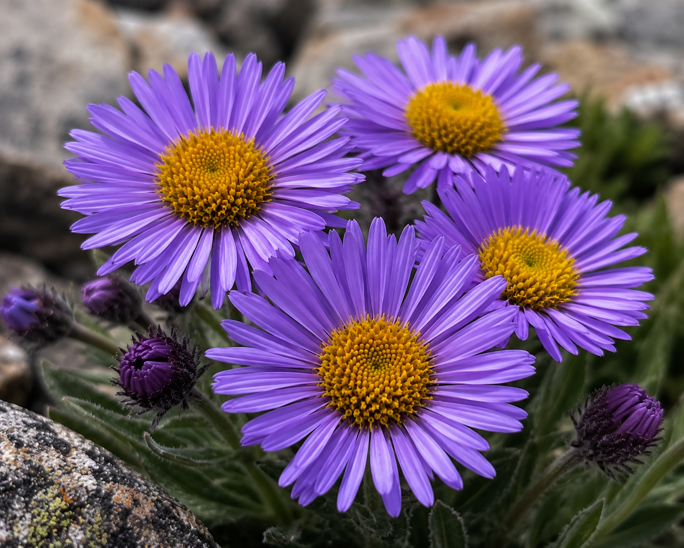 Colorado's Wildflower Aster Looks Like Purple Daisies