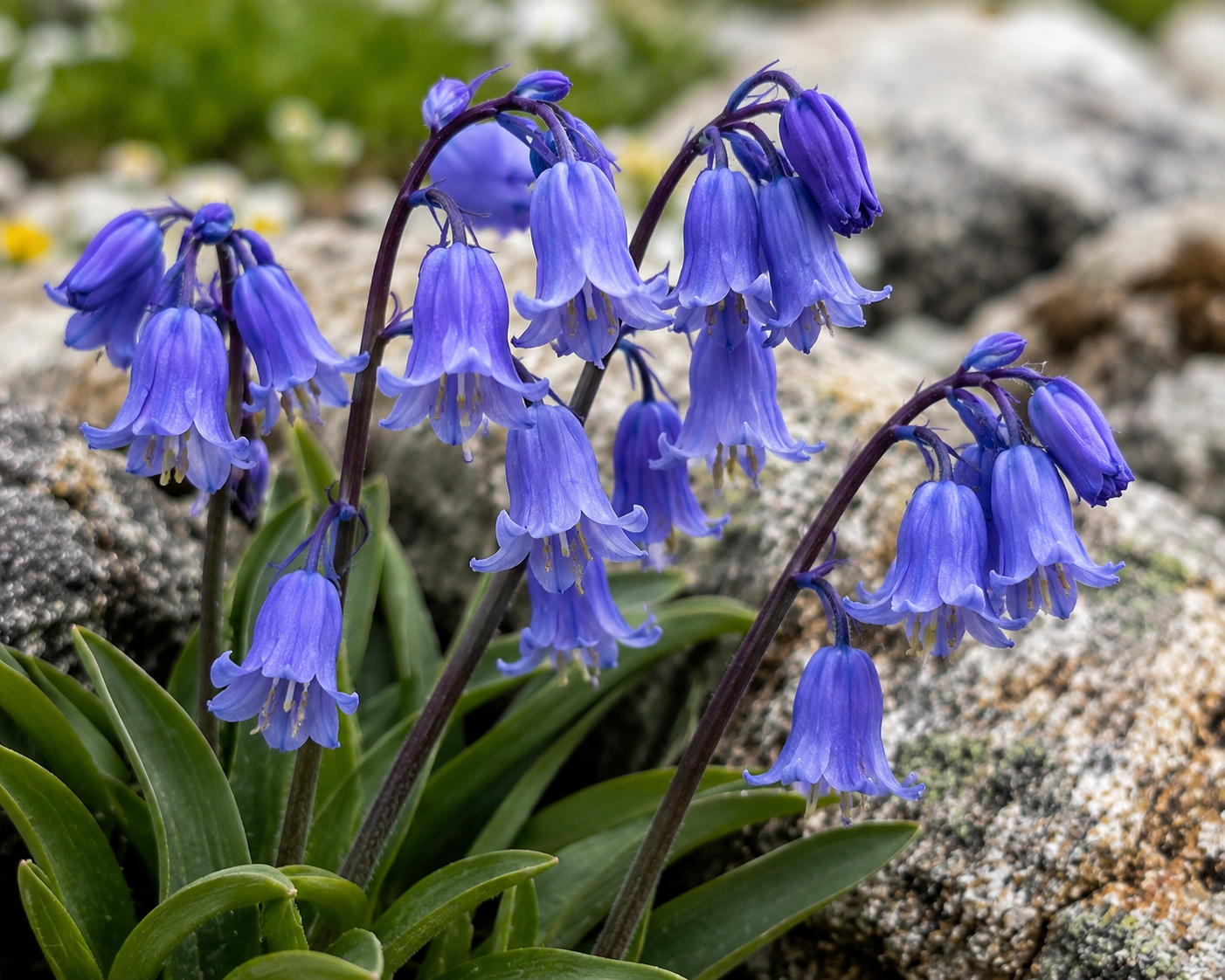 Cute Bluebells of a Wildflower Hike in Breckenridge, Colorado