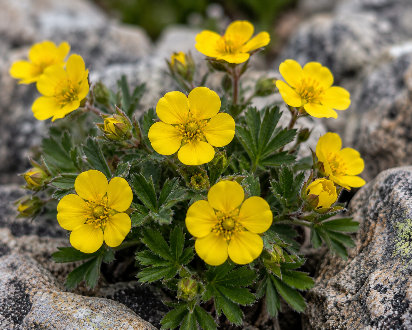 Breckenridge Wildflowers Named Cinquefoil