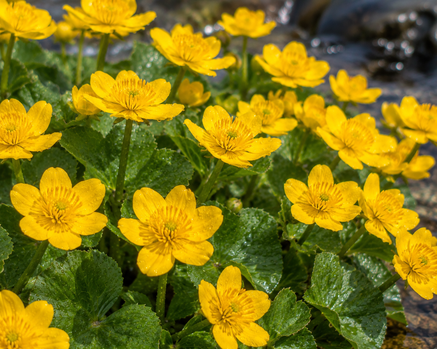 Marsh Marigold Wildflowers on Breckenridge Mountain Hike
