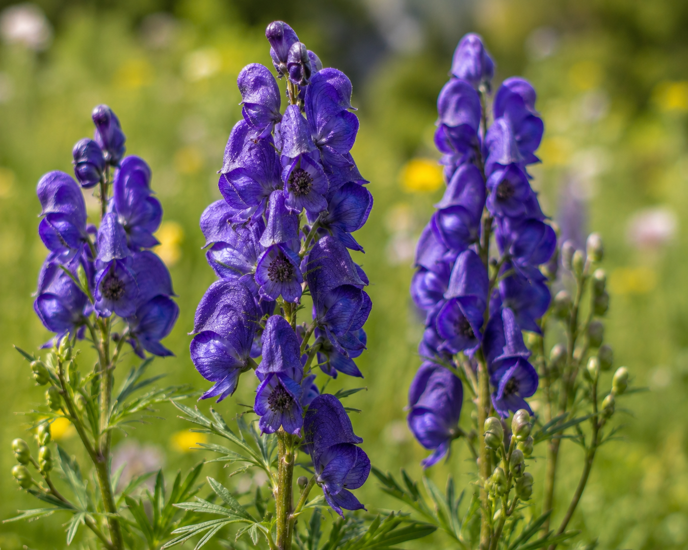 Tall Purple Monkshood Wildflowers in Breckenridge, CO