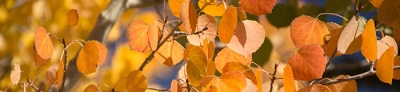 Fall, winter, summer banner for year-round events page